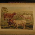 1880 1ed Dairy Farming by Sheldon Agriculture Cattle Color Illustrated Milk Cows