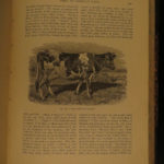 1880 1ed Dairy Farming by Sheldon Agriculture Cattle Color Illustrated Milk Cows