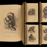 1874 1ed Mivart Man & Apes DARWIN EVOLUTION Zoology Illustrated Gorilla Catholic