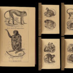 1874 1ed Mivart Man & Apes DARWIN EVOLUTION Zoology Illustrated Gorilla Catholic