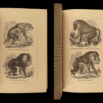 1874 1ed Mivart Man & Apes DARWIN EVOLUTION Zoology Illustrated Gorilla Catholic
