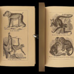 1874 1ed Mivart Man & Apes DARWIN EVOLUTION Zoology Illustrated Gorilla Catholic