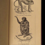 1874 1ed Mivart Man & Apes DARWIN EVOLUTION Zoology Illustrated Gorilla Catholic