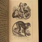 1874 1ed Mivart Man & Apes DARWIN EVOLUTION Zoology Illustrated Gorilla Catholic