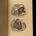1874 1ed Mivart Man & Apes DARWIN EVOLUTION Zoology Illustrated Gorilla Catholic