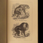 1874 1ed Mivart Man & Apes DARWIN EVOLUTION Zoology Illustrated Gorilla Catholic
