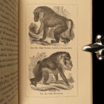 1874 1ed Mivart Man & Apes DARWIN EVOLUTION Zoology Illustrated Gorilla Catholic