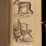 1874 1ed Mivart Man & Apes DARWIN EVOLUTION Zoology Illustrated Gorilla Catholic