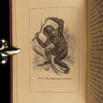 1874 1ed Mivart Man & Apes DARWIN EVOLUTION Zoology Illustrated Gorilla Catholic