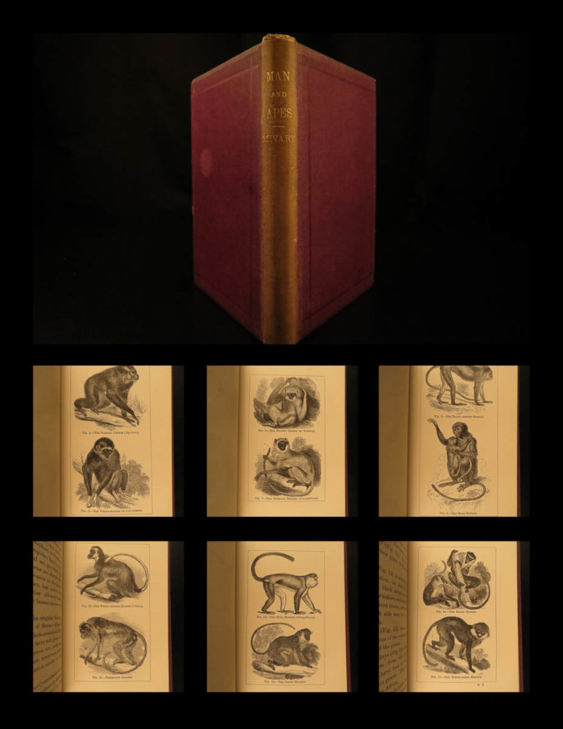 1874 1ed mivart man & apes darwin evolution zoology illustrated gorilla catholic | <strong><u>a first american edition account of george mivart’s reaction to darwinian naturalism. </u></strong> <em> </em> <em>george mivart was a 19<sup>th</sup>-century english biologist known for his attempts to merge the beliefs of darwinian evolution and the catholic church – curiously, he was condemned by everyone! Mivart held views that were contrary to other scientists, including his view on the language of animals – he states:</em> “since we are unable to converse with brutes, we can but divine and infer from their gestures, motions, and the sounds they emit, what may be the nature of their highest psychical powers. ” <em>mivart discounted many of darwin’s own studies including his “hasty attribution of human qualities to brutes, on account of certain superficial resemblances. ” </em>(radick, p. 69).   <em>according to cooper and hull,</em> “mivart describes primates, including humans, as being ‘unguiculate, claviculate, placental mammals, with orbits encircled by bone; three kinds of teeth, at least at one time of life; brain always with a posterior lobe and calcarine fissure…”