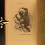 1874 1ed Mivart Man & Apes DARWIN EVOLUTION Zoology Illustrated Gorilla Catholic