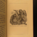 1874 1ed Mivart Man & Apes DARWIN EVOLUTION Zoology Illustrated Gorilla Catholic