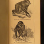 1874 1ed Mivart Man & Apes DARWIN EVOLUTION Zoology Illustrated Gorilla Catholic