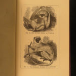 1874 1ed Mivart Man & Apes DARWIN EVOLUTION Zoology Illustrated Gorilla Catholic