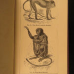 1874 1ed Mivart Man & Apes DARWIN EVOLUTION Zoology Illustrated Gorilla Catholic