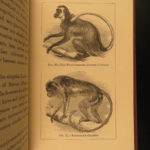 1874 1ed Mivart Man & Apes DARWIN EVOLUTION Zoology Illustrated Gorilla Catholic