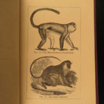 1874 1ed Mivart Man & Apes DARWIN EVOLUTION Zoology Illustrated Gorilla Catholic