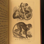 1874 1ed Mivart Man & Apes DARWIN EVOLUTION Zoology Illustrated Gorilla Catholic