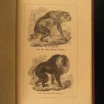 1874 1ed Mivart Man & Apes DARWIN EVOLUTION Zoology Illustrated Gorilla Catholic