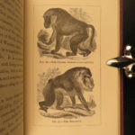 1874 1ed Mivart Man & Apes DARWIN EVOLUTION Zoology Illustrated Gorilla Catholic