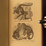 1874 1ed Mivart Man & Apes DARWIN EVOLUTION Zoology Illustrated Gorilla Catholic