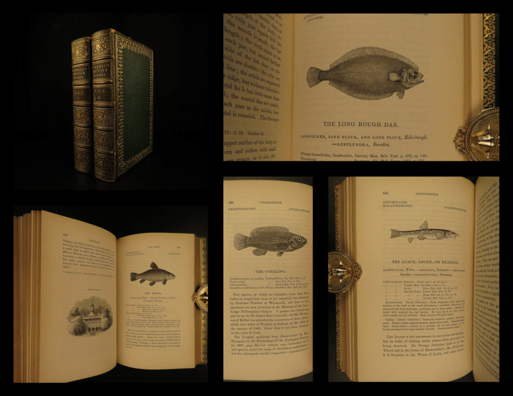 1859 british fish illustrated woodcut engravings natural history yarrell 2v set | <em>the first edition of william yarrell’s “history of british fishes’ was published in 1836 with a supplement added in 1839. This 1859 edition contains descriptions of 260 species with illustrated cuts, and many additional ornamental vignettes. According to westwood & satchell</em> "<strong>indispensable in every english anglers library</strong> as a work of reference. Yarrell was, besides, an angler, and his work contains many useful hints in connection with the sport (ws). <strong><em> </em></strong> <strong><em>this exquisite 1859 edition is illustrated with 522 woodcut engravings! </em></strong>