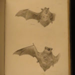 1842 1ed New York Zoology Natural History of Mammalia James De Kay Illustrated