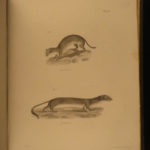 1842 1ed New York Zoology Natural History of Mammalia James De Kay Illustrated