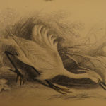 1840 Jardine BIRDS 34 Hand-Colored Illustrated Aviary Ireland Quails ORNITHOLGY
