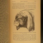 1887 Charles Darwin Variation Under Domestication Biology Plant Evolution German