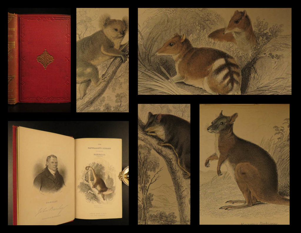 1841 naturalists jardine mammalia marsupial kangaroo koala color illustrated |   sir william jardine was a 19<sup>th</sup>-century scottish naturalist most known for his extensive series of books on natural history, ‘<em>the naturalist’s library’. </em> <em> </em> this undated edition of jardine’s ‘<em>mammalia’</em> is beautifully color illustrated with 37 engravings of various species of ‘<em>marsupial and pouched animals’</em>! The plates from jardine’s works are exceedingly desirable and are found framed and displayed by themselves. This volume showcases illustrations and descriptions of possums, kangaroos, koalas, wombats, and much more. This volume also includes a memorial and portrait of barclay.