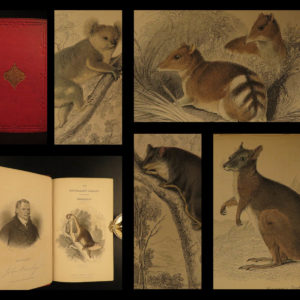 1841 Naturalists Jardine Mammalia Marsupial Kangaroo Koala Color Illustrated