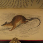 1841 Naturalists Jardine Mammalia Marsupial Kangaroo Koala Color Illustrated