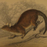 1841 Naturalists Jardine Mammalia Marsupial Kangaroo Koala Color Illustrated