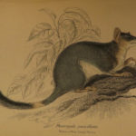 1841 Naturalists Jardine Mammalia Marsupial Kangaroo Koala Color Illustrated