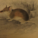 1841 Naturalists Jardine Mammalia Marsupial Kangaroo Koala Color Illustrated