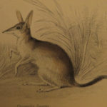 1841 Naturalists Jardine Mammalia Marsupial Kangaroo Koala Color Illustrated