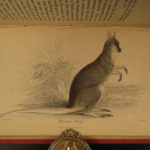 1841 Naturalists Jardine Mammalia Marsupial Kangaroo Koala Color Illustrated