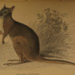 1841 Naturalists Jardine Mammalia Marsupial Kangaroo Koala Color Illustrated