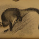 1841 Naturalists Jardine Mammalia Marsupial Kangaroo Koala Color Illustrated