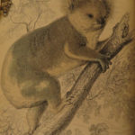 1841 Naturalists Jardine Mammalia Marsupial Kangaroo Koala Color Illustrated