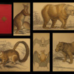 1844 Naturalists Jardine Mammalia BIG CATS Bat Bear Lion Zebra Color Illustrated