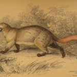 1844 Naturalists Jardine Mammalia BIG CATS Bat Bear Lion Zebra Color Illustrated