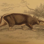 1844 Naturalists Jardine Mammalia BIG CATS Bat Bear Lion Zebra Color Illustrated