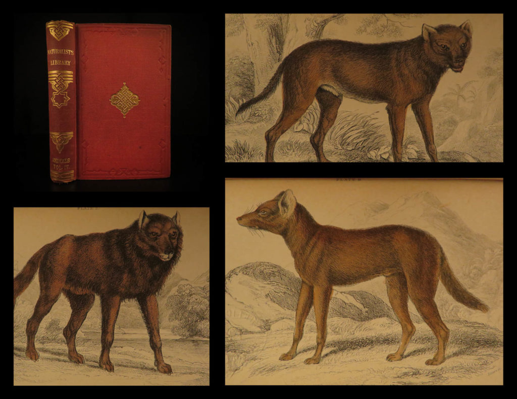 1844 dogs naturalists jardine mammalia canine wolf wolves fox color illustrated | sir william jardine was a 19<sup>th</sup>-century scottish naturalist most known for his extensive series of books on natural history, ‘<em>the naturalist’s library’. </em> <em> </em> this undated edition of jardine’s ‘<em>mammalia</em>’ is beautifully color illustrated with 33 engravings of various species of ‘dogs’! The plates from jardine’s works are exceedingly desirable and are found framed and displayed by themselves. This volume showcases illustrations and descriptions of wolves, dogs, and foxes. This volume also includes a memorial and portrait of pallas.