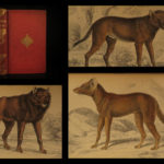 1844 DOGS Naturalists Jardine Mammalia Canine Wolf Wolves Fox Color Illustrated