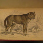 1844 DOGS Naturalists Jardine Mammalia Canine Wolf Wolves Fox Color Illustrated