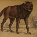 1844 DOGS Naturalists Jardine Mammalia Canine Wolf Wolves Fox Color Illustrated