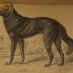 1844 DOGS Naturalists Jardine Mammalia Canine Wolf Wolves Fox Color Illustrated