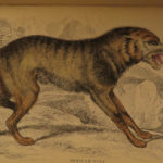 1844 DOGS Naturalists Jardine Mammalia Canine Wolf Wolves Fox Color Illustrated